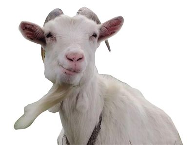 山羊 Goat 山羊 Goat