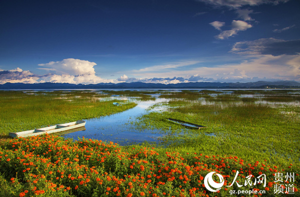 貴州草海綜合治理成效明顯。
