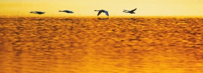 聽,是誰在唱歌!三門峽黃河庫區天鵝起舞