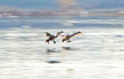 聽,是誰在唱歌!三門峽黃河庫區天鵝起舞