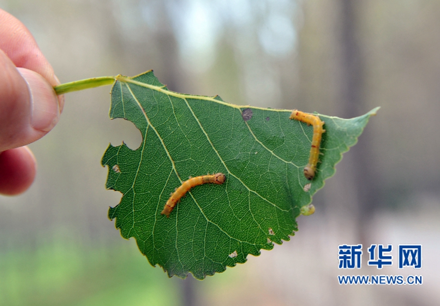 沁陽:人工圍剿楊樹食葉害蟲 沁陽:人工圍剿楊樹食葉害蟲