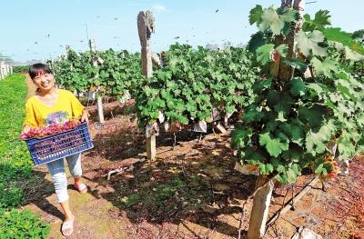 河南“歸雁經濟”撬動脫貧攻堅