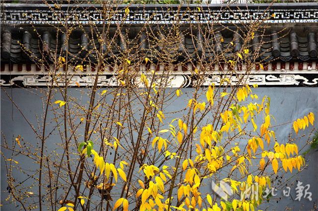 12月26日,在湖北秭歸屈原故里景區(qū)屈原祠內(nèi)拍攝的蠟梅。