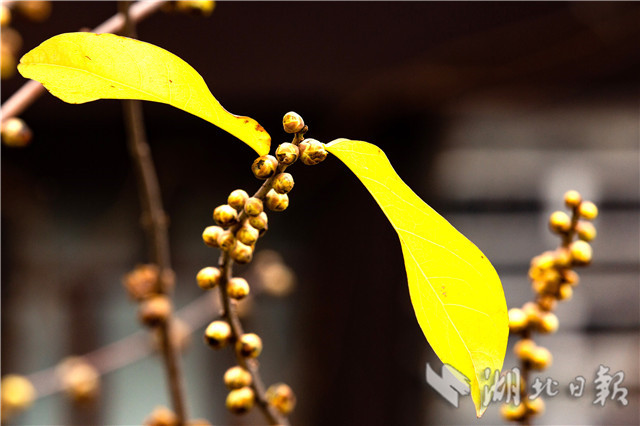 12月26日,在湖北秭歸屈原故里景區(qū)屈原祠內(nèi)拍攝的蠟梅。