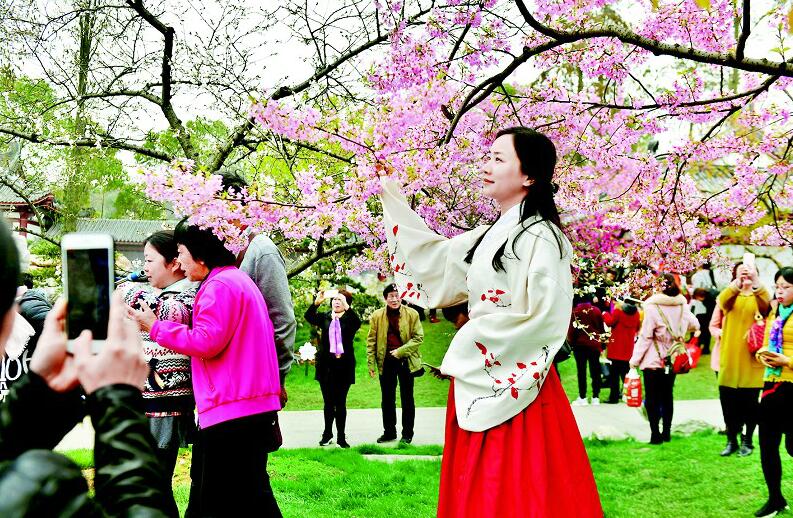 圖為:各地游客乘高鐵來賞櫻