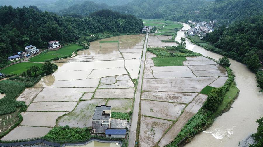(防汛抗洪)(4)湖南桑植受強降雨影響 農作物大面積受災