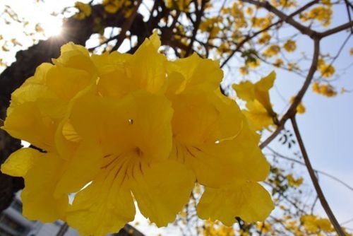 賞花季 臺灣黃花風鈴木盛開揭春天序幕