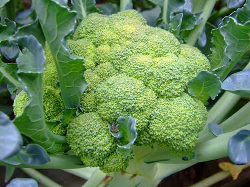 腦白金都弱爆了,多吃這15種天然食物才最補腦!