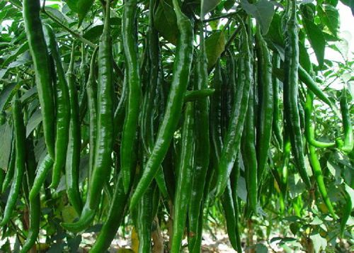 腦白金都弱爆了,多吃這15種天然食物才最補腦!