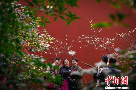 南京鐘山景區“雙梅斗艷”喜迎農歷新年(組圖)