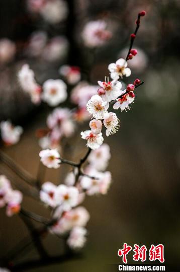 往年二月才開的梅花,今年早早就含苞待放,吐露芬芳。 梅寧 攝