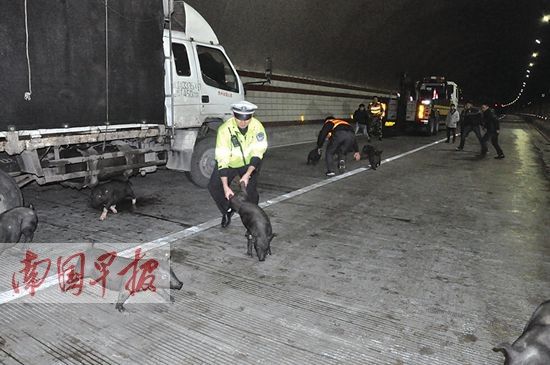 廣西一運豬車側翻 20余頭豬隧道內四處亂竄(圖)