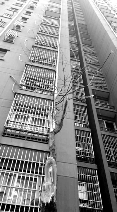 小女孩從樓上掉下時的沖擊力將樹枝都砸斷了。