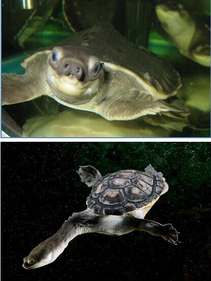 印尼海關查獲4600多只走私中國珍稀海龜 險被吃或入藥