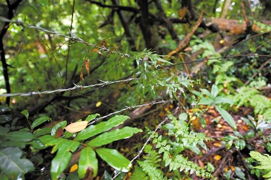 古沉香林周圍拉鐵絲網保護,但還是有偷盜者翻越護欄破壞樹林