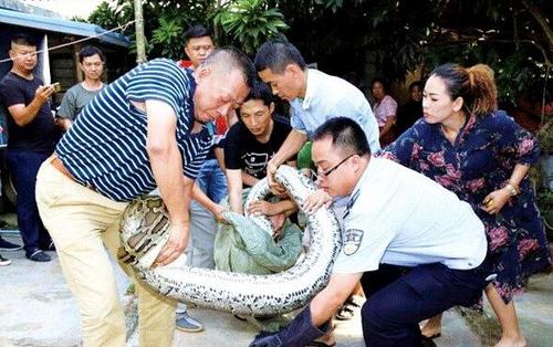 男子關養巨蟒18年一叫它名字就從水池爬出