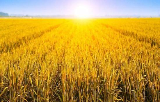 把握大勢重“三農”——