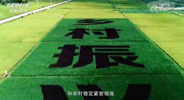 農村改革