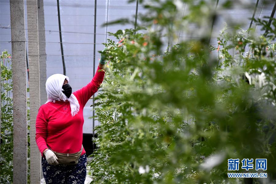 (經(jīng)濟(jì))(2)山東寒亭:現(xiàn)代農(nóng)業(yè)產(chǎn)業(yè)園里恢復(fù)生產(chǎn)忙