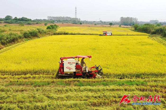 稻谷金黃  顆粒歸倉 (1)