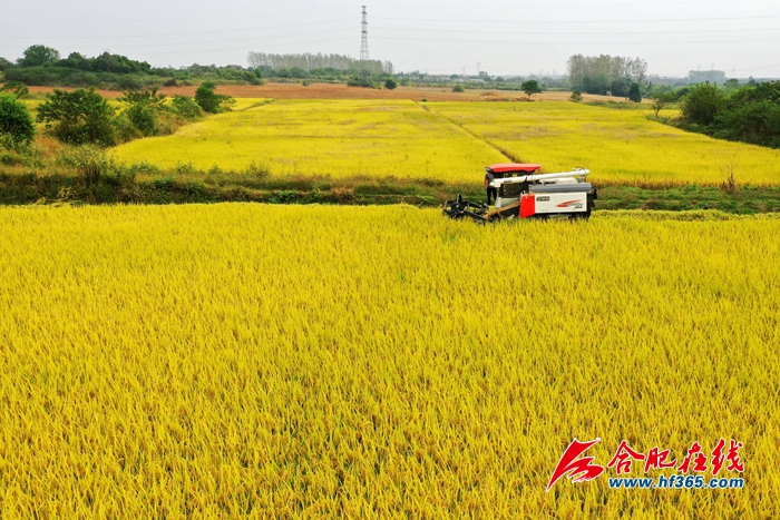 稻谷金黃  顆粒歸倉 (2)